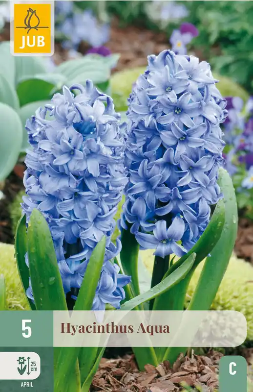 Opruiming | JUB X 5 Hyacinthus Aqua