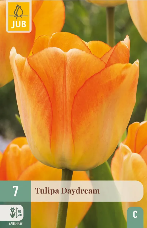 JUB X 7 Tulipa Daydream | Lage prijs
