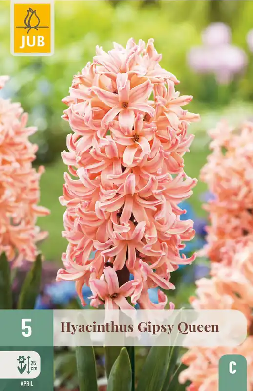 Laatste kans | JUB X 5 Hyacinthus Gipsy Queen