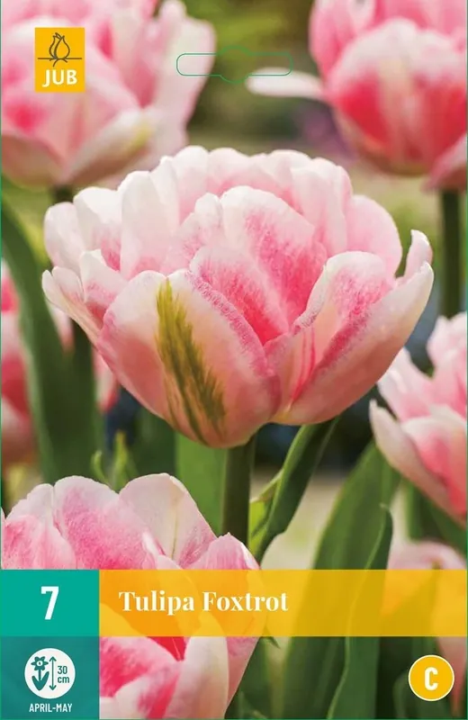 JUB X 7 Tulipa Foxtrot | Koopje
