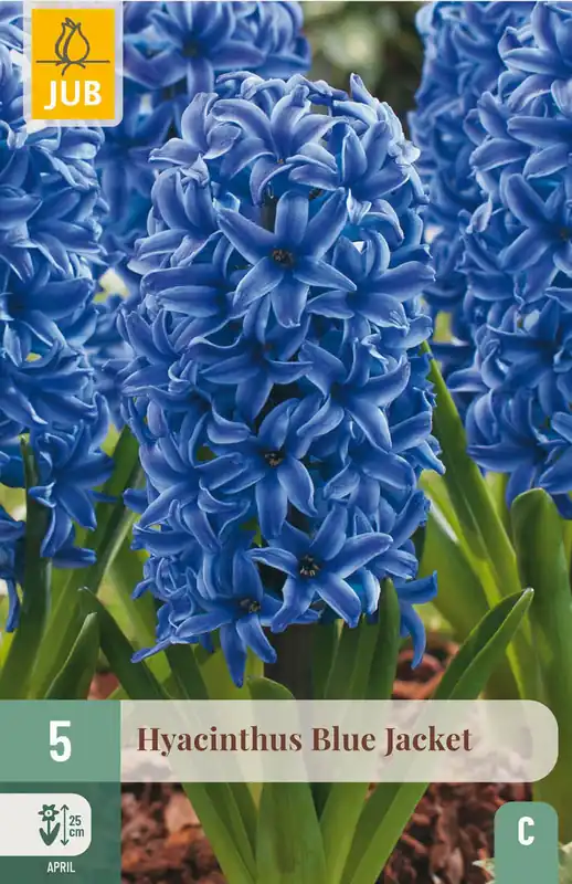 Nieuw binnengekomen | JUB X 5 Hyacinthus Blue Jacket