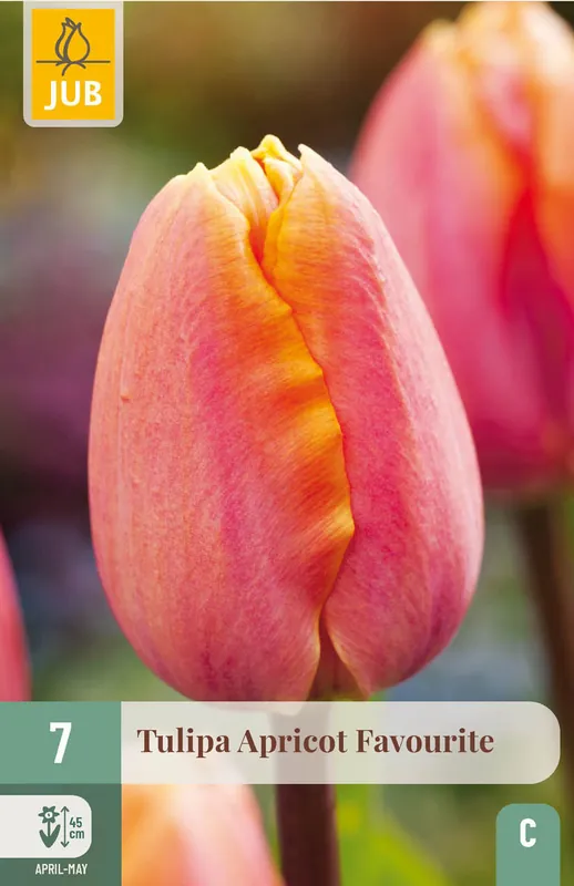 JUB X 7 Tulipa Apricot Favourite | Veilige betaling
