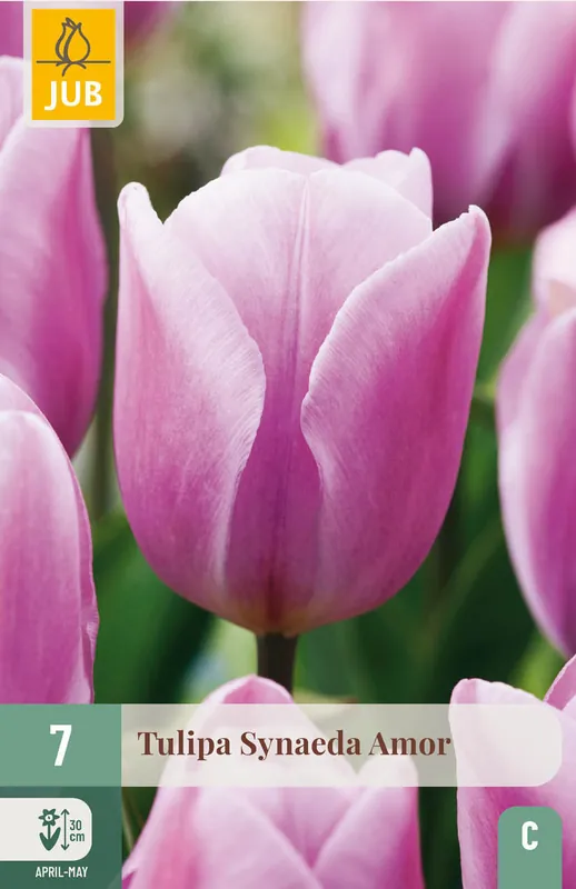 JUB X 7 Tulipa Synaeda Amor - Rechtstreeks van de fabrikant