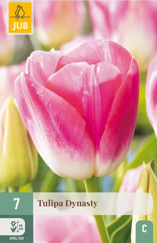 JUB X 7 Tulipa Dynasty - Veilig betalen