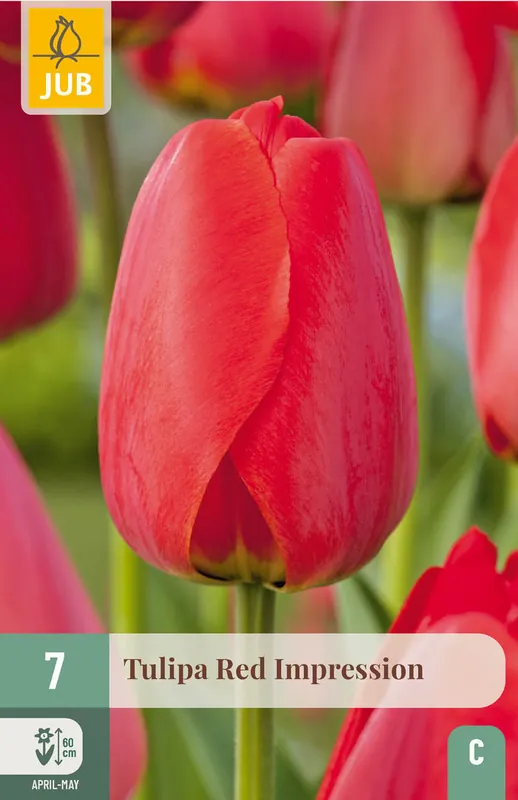 Snelle verzending | JUB X 7 Tulipa Red Impression