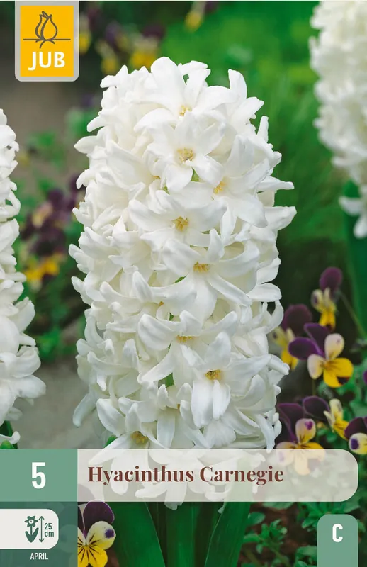 JUB X 5 Hyacinthus Carnegie | Beperkte voorraad