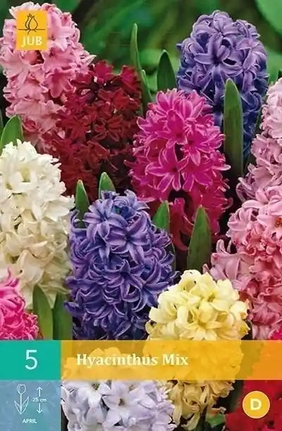 Op = op - JUB X 5 Hyacinthus Mix