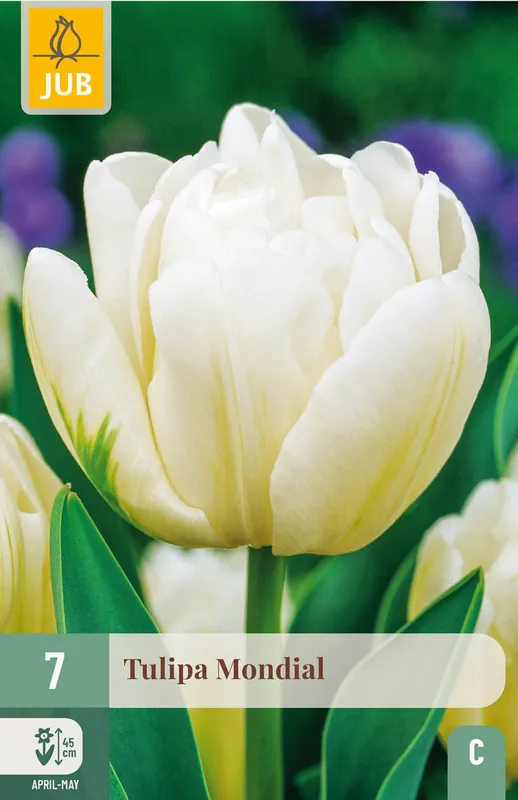 JUB X 7 Tulipa Mondial | Koopje