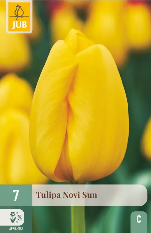 JUB X 7 Tulipa Novi Sun - Net toegevoegd
