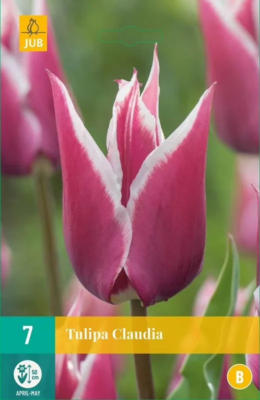 Topproduct | JUB X 7 Tulipa Claudia