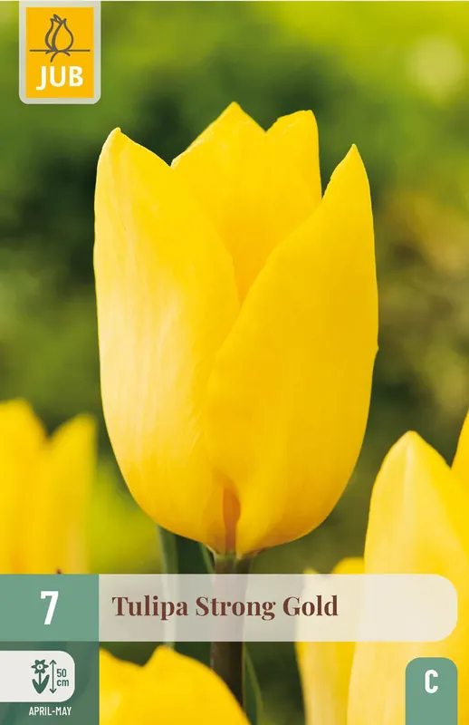 JUB X 7 Tulipa Strong Gold - Nieuw in het assortiment