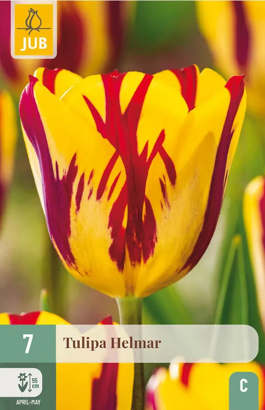 JUB X 7 Tulipa Helmar - Scherp geprijsd