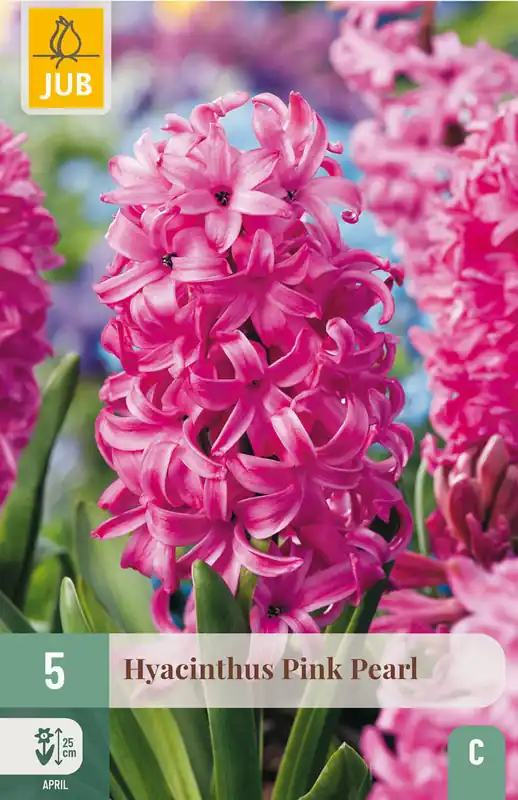 JUB X 5 Hyacinthus Pink Pearl | Klantfavoriet