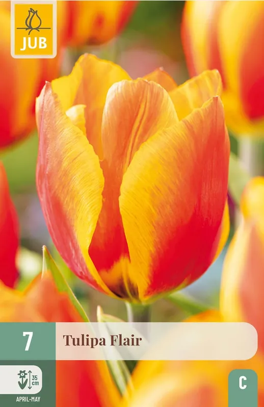 JUB X 7 Tulipa Flair - Meest verkocht