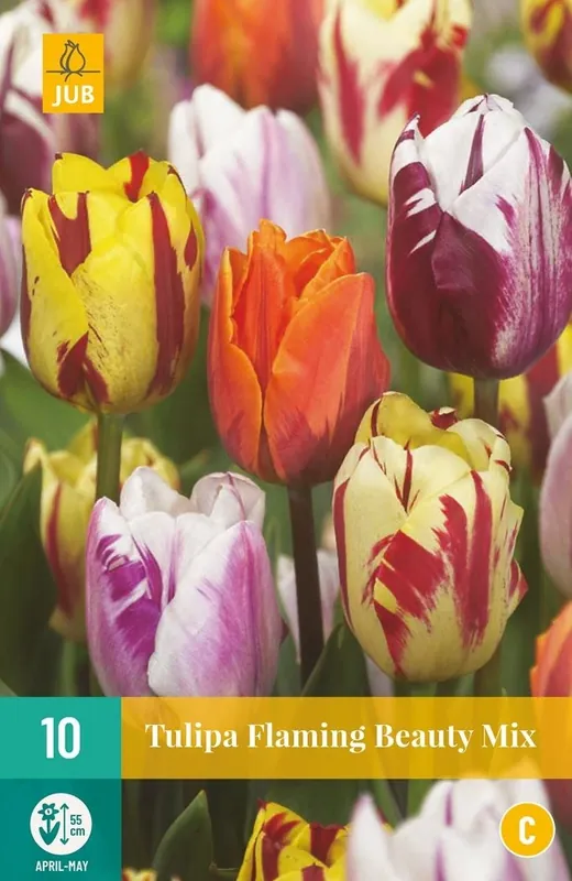Makkelijk bestellen - JUB X 7 Tulipa Flaming Beauty Mix