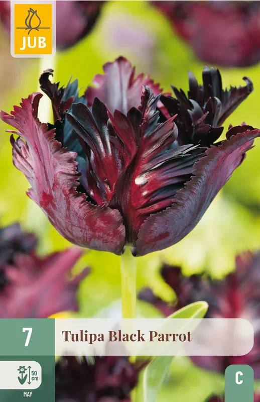 JUB X 7 Tulipa Black Parrot | Professionele kwaliteit