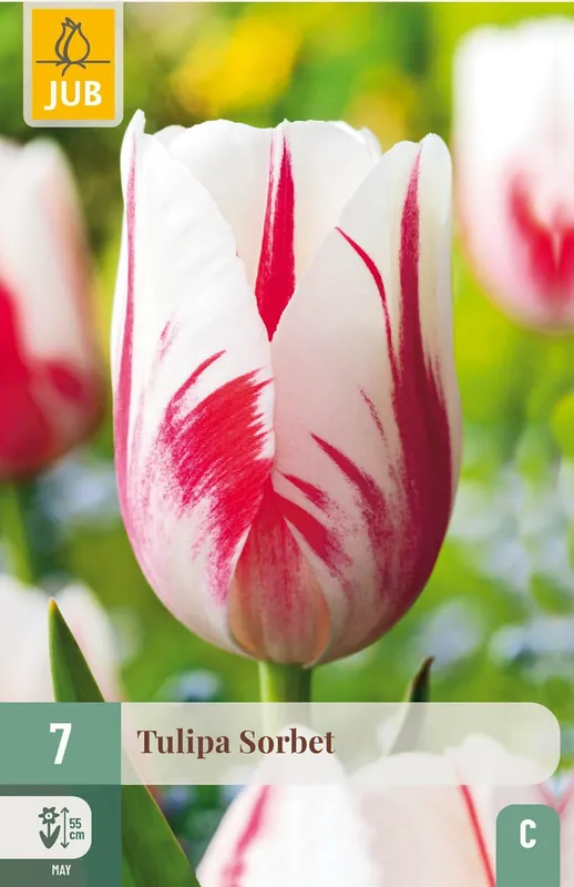 Nieuw gelanceerd | JUB X 7 Tulipa Sorbet