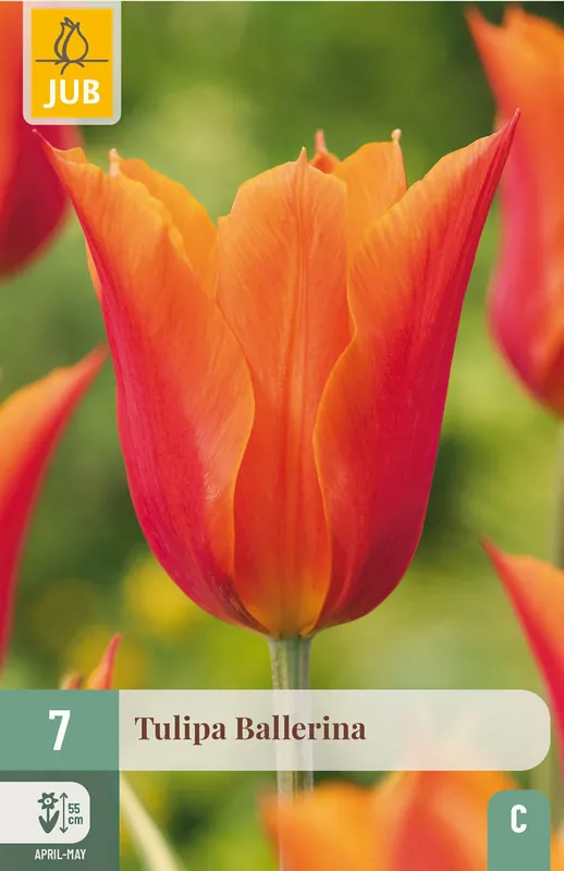 JUB X 7 Tulipa Ballerina - Snelle verzending