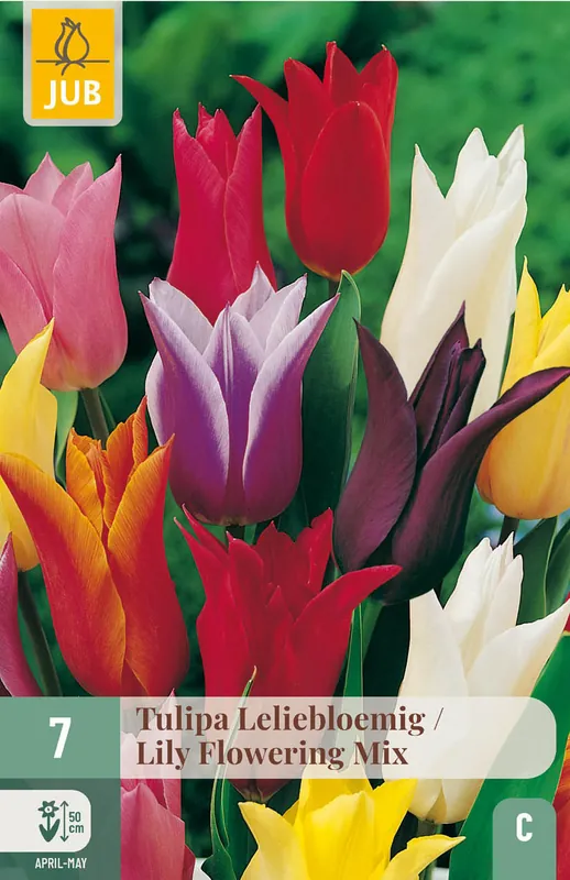 Nieuwe release | JUB X 7 Tulipa Leliebloemig Mix