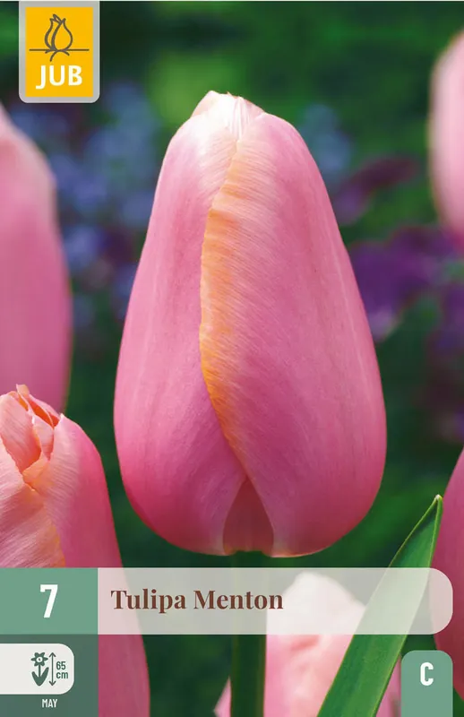 JUB X 7 Tulipa Menton - Zojuist toegevoegd