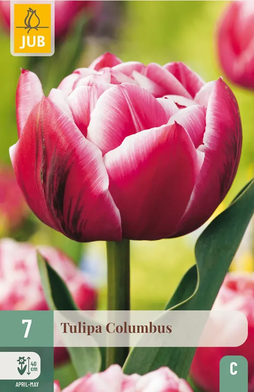 JUB X 7 Tulipa Columbus | Tijdelijke aanbieding