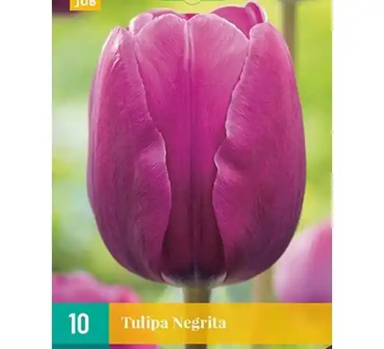 JUB X 7 Tulipa Negrita | Goed beoordeeld