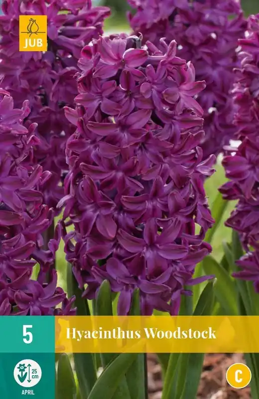 JUB X 5 Hyacinthus Woodstock - Outlet