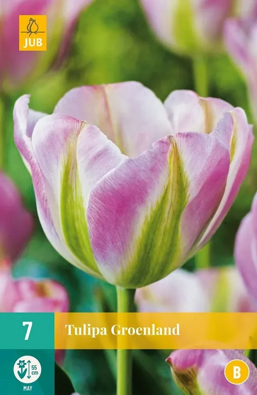JUB X 7 Tulipa Groenland - Favoriet van klanten