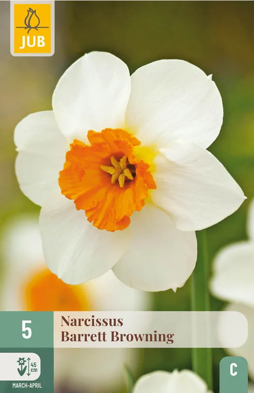 JUB X 5 Narcissus Barrett Browning | Verlaagde prijs