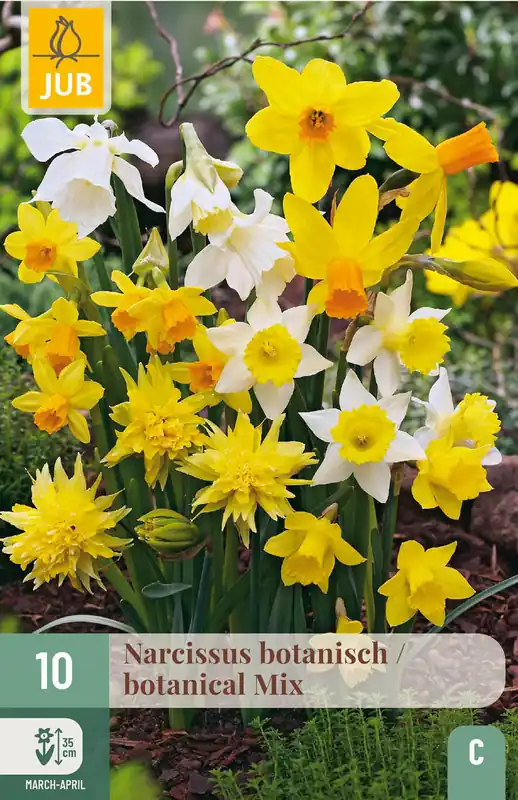 JUB X 10 Narcissus Botanisch Mix - Prijs verlaagd