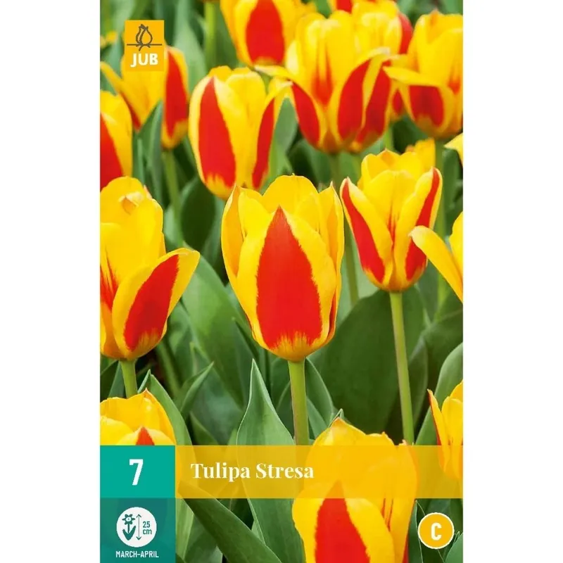 JUB X 7 Tulipa Stresa - Prijsverlaging