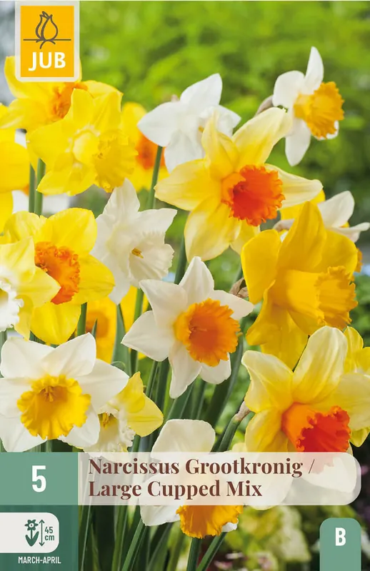 Nog enkele stuks - JUB X 5 Narcissus Grootkronig Mix