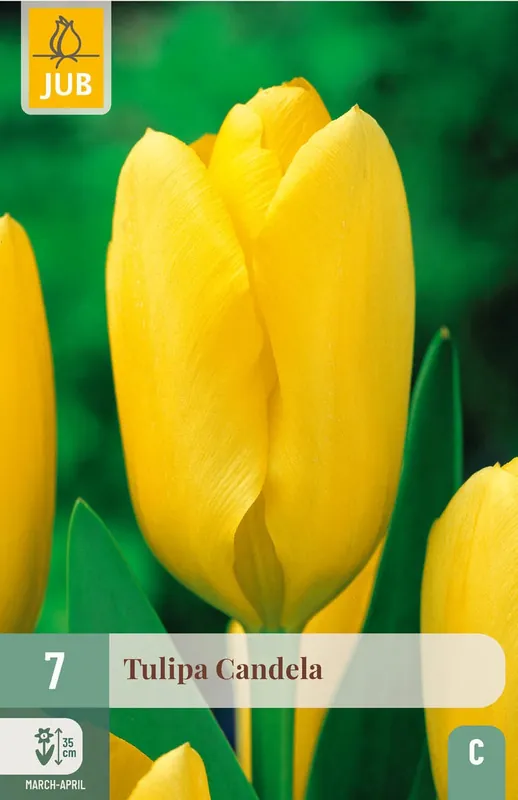 Nieuw binnengekomen | JUB X 7 Tulipa Candela