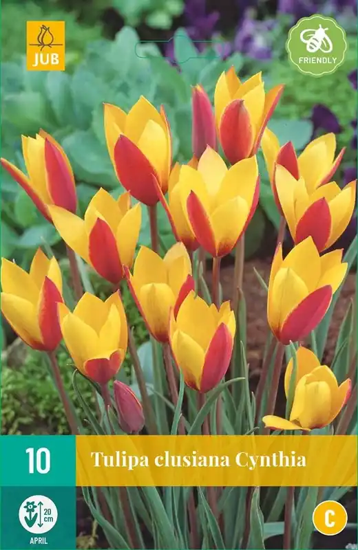 Opruiming | JUB X 10 Tulipa clusiana Cynthia