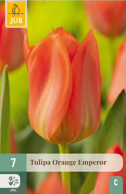 JUB X 7 Tulipa Orange Emperor | Rechtstreeks van de fabrikant