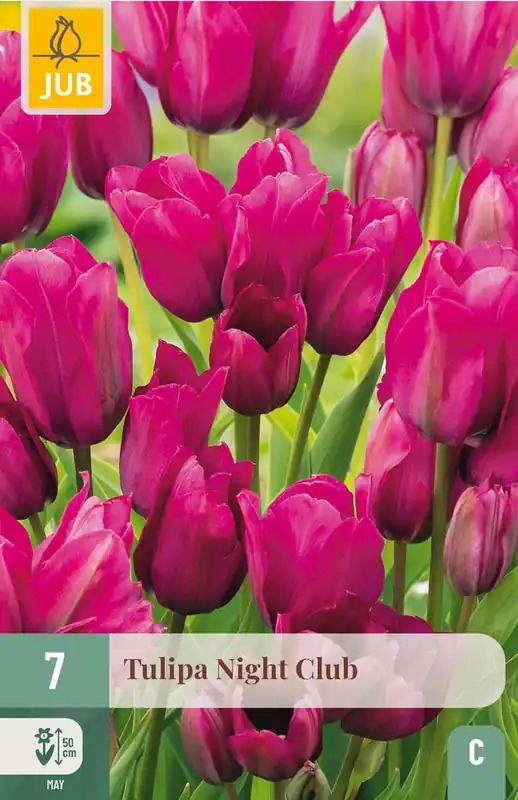 JUB X 7 Tulipa Night Club - Erg populair