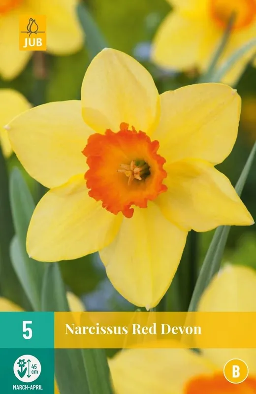 Deal | JUB X 5 Narcissus Dubbel Mix