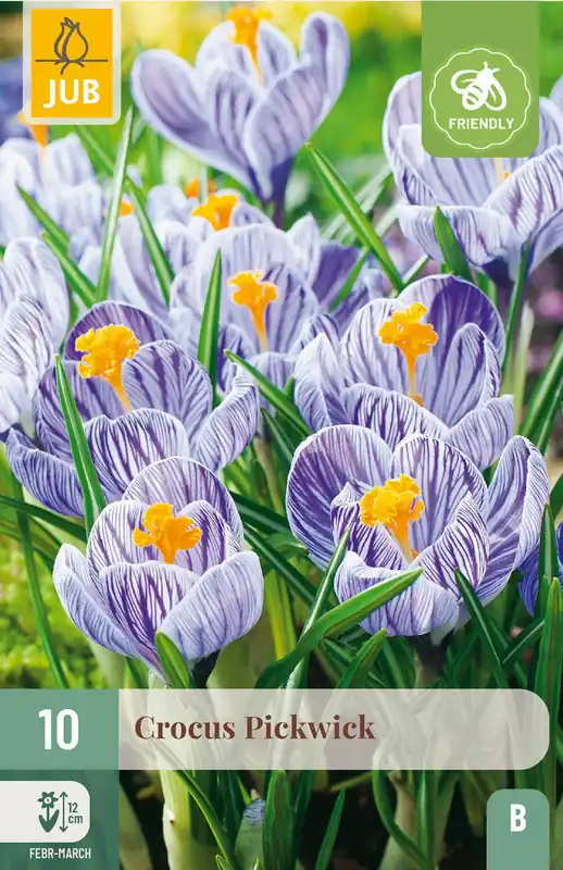 Topdeal | JUB X 10 Crocus Pickwick