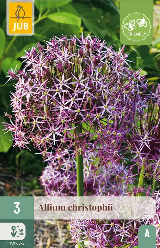 JUB X 3 Allium christophii - Aanbieding