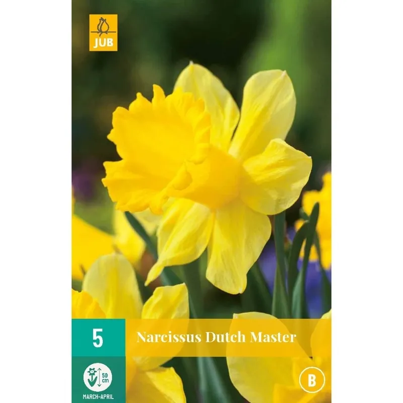 Speciale aanbieding - JUB X 5 Narcissus Dutch Master
