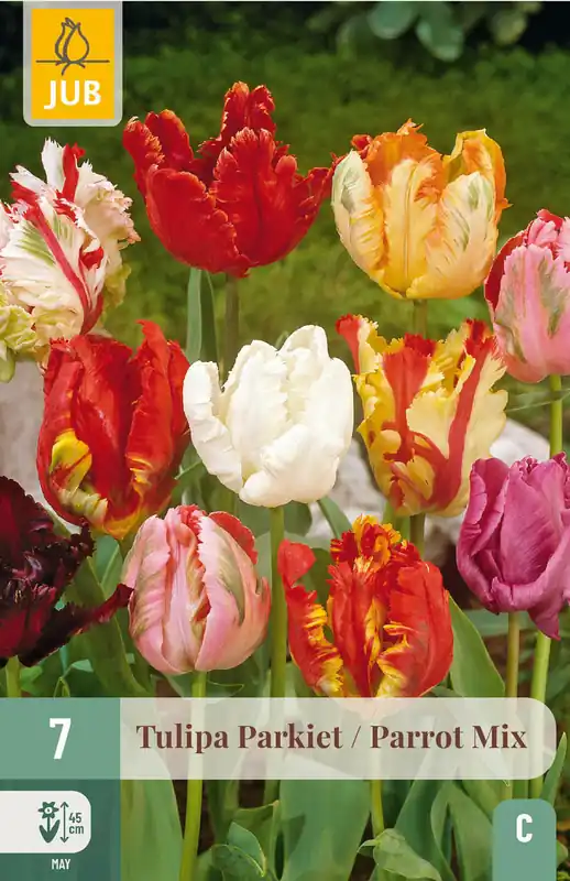 Opruiming | JUB X 7 Tulipa Parkiet Mix