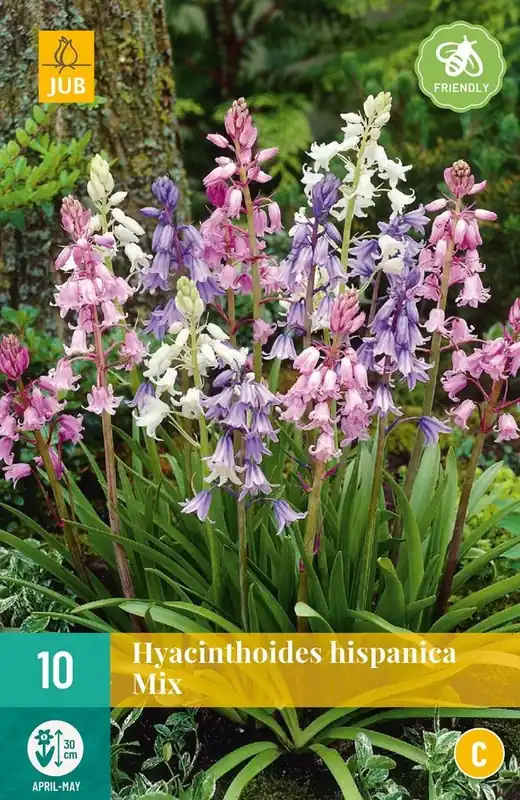 JUB X 10 Hyacinthoides hisp. Mix - Nieuwe release