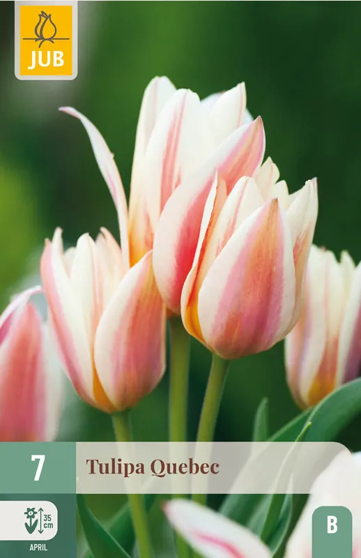 Prijsverlaging - JUB X 7 Tulipa Quebec