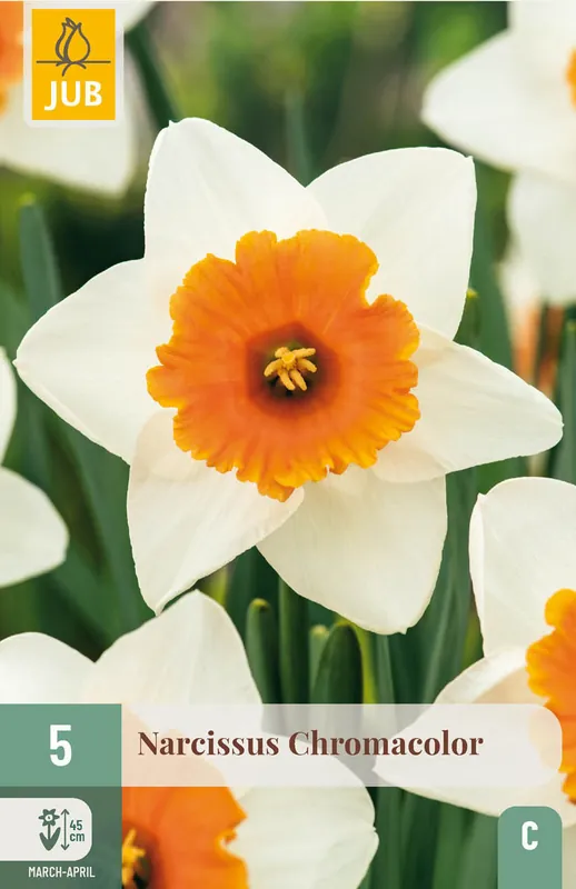 Dagdeal | JUB X 5 Narcissus Chromacolor