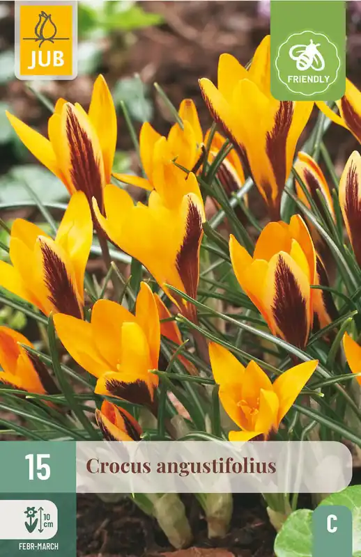 Bestseller | JUB X 15 Crocus angustifolius