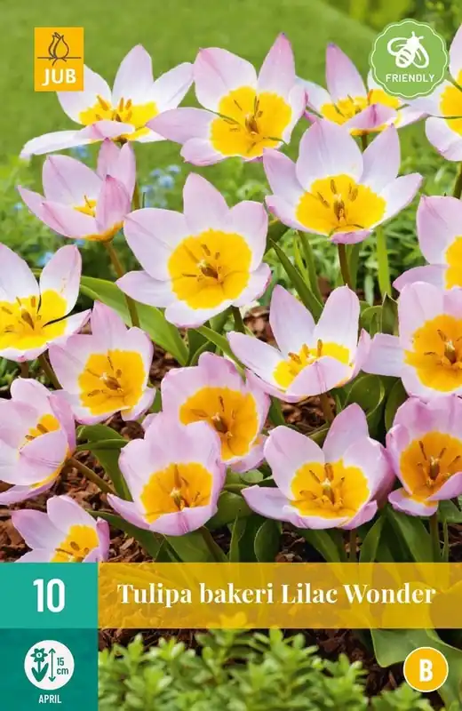 JUB X 10 Tulipa bakeri Lilac Wonder - Op voorraad