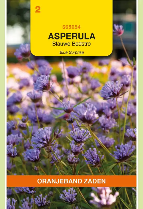 Premium | OBZ Asperula, Blauwe Bedstro Blue Surprise