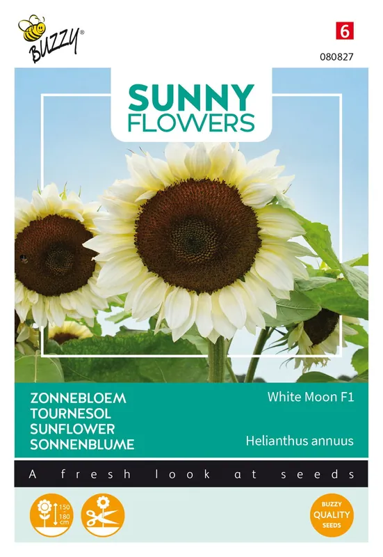 Speciale aanbieding | Buzzy® Sunny Flowers, Zonnebloem White Moon F1