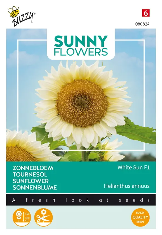 Buzzy® Sunny Flowers, Zonnebloem White Sun F1 | Online kopen