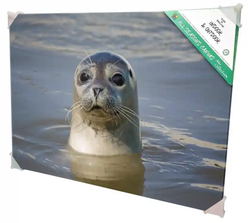 Professionele kwaliteit - All Seasons Zeehondje 70x50CM